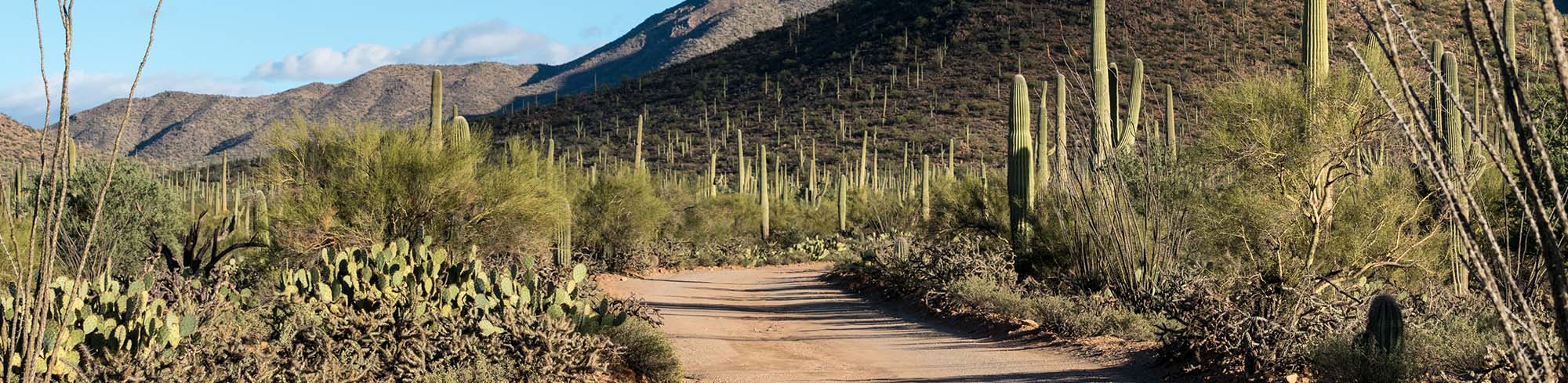 Desert road with cactus